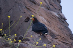 Daptrius megalopterus