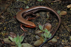 Plestiodon anthracinus