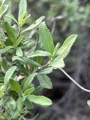 Salvia munzii