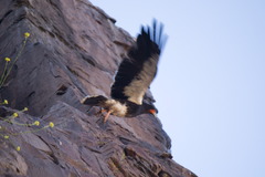 Daptrius megalopterus