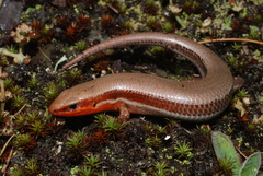 Plestiodon anthracinus