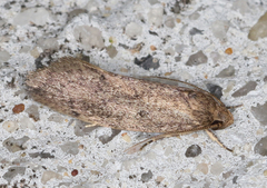 Syncometes vilis