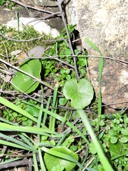 Umbilicus rupestris