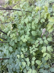 Thalictrum fendleri