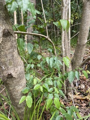 Maytenus acuminata