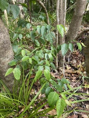Maytenus acuminata