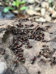 Camponotus sansabeanus