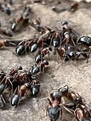 Camponotus sansabeanus