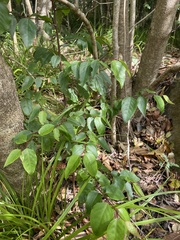 Maytenus acuminata