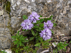 Globularia repens