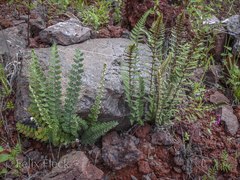 Notholaena galeottii