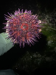 Mesocentrotus franciscanus