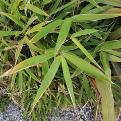 Bambusoideae