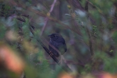 Scytalopus magellanicus
