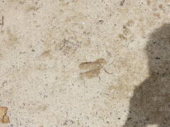 Raphicerus melanotis