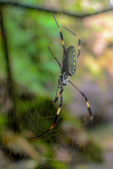 Trichonephila clavipes