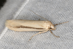 Philobota physaula