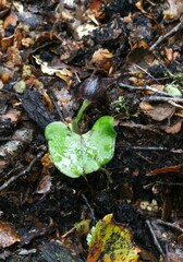 Corybas obscurus