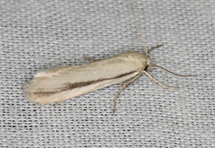 Philobota physaula