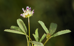 Trifolium depauperatum