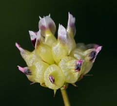 Trifolium depauperatum