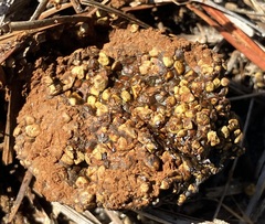 Pisolithus arenarius