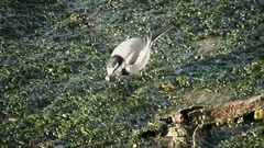 Motacilla alba