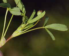 Trifolium depauperatum