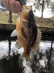 Lepomis gulosus