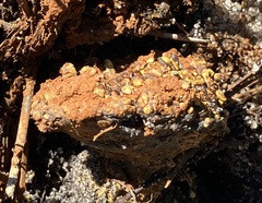 Pisolithus arenarius