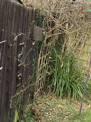 Cyanistes caeruleus caeruleus