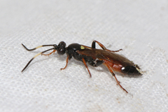Ichneumon gracilentus