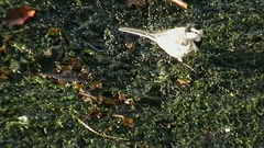 Motacilla alba