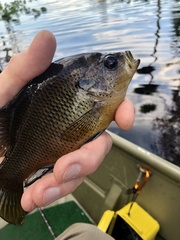 Lepomis punctatus