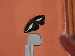 Dasyophthalma creusa