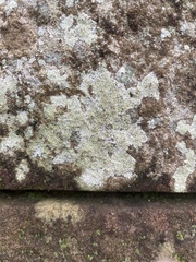 Trapelia placodioides