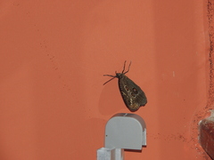 Dasyophthalma creusa