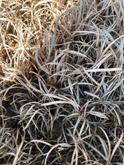 Liriope spicata