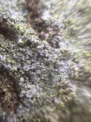 Trapelia placodioides