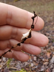 Neolasioptera boehmeriae