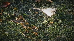 Motacilla alba