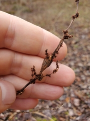 Neolasioptera boehmeriae