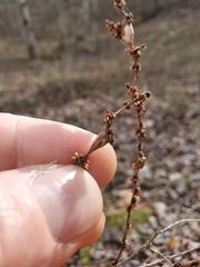 Neolasioptera boehmeriae