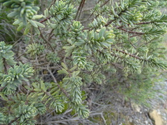 Thymelaea tinctoria