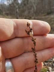 Neolasioptera boehmeriae