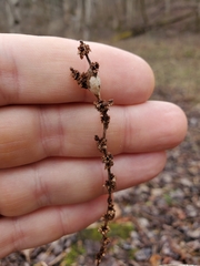 Neolasioptera boehmeriae