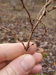 Neolasioptera boehmeriae