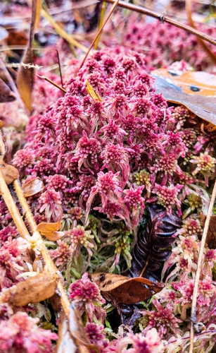 Image of Sphagnum bartlettianum by (c) Josh, some rights reserved (CC BY)