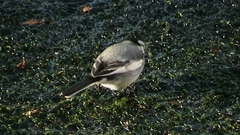Motacilla alba