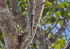 Coryphaeschna ingens